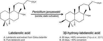 Proteomic Insights on the Metabolism of Penicillium janczewskii during the Biotransformation of the Plant Terpenoid Labdanolic Acid